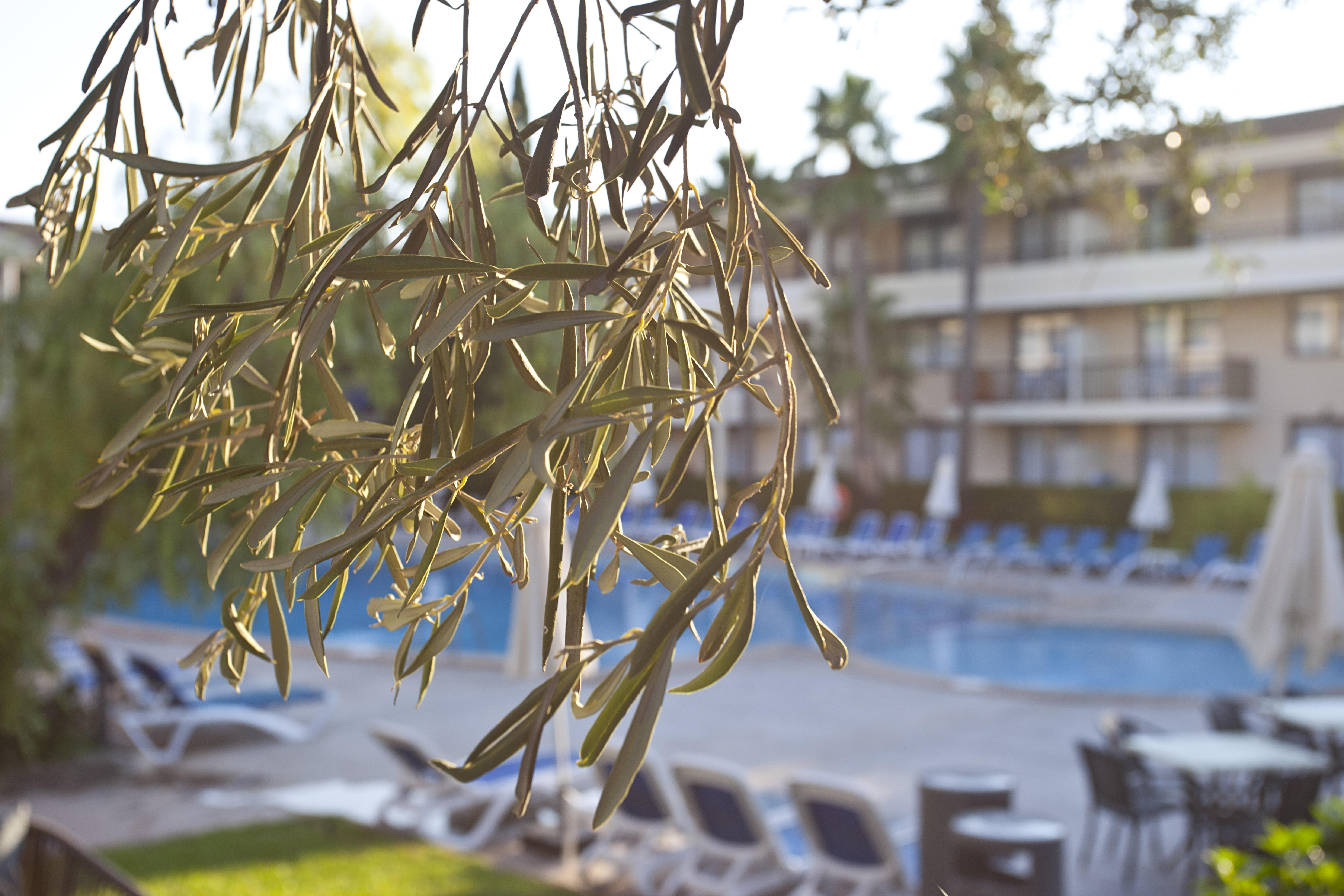 Aparthotel Bahia Pollensa